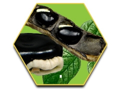 ปัญหาการไม่แข็งตัว หรือนกเขาไม่ขัน หรือแข็งตัวไม่เต็มที่ .. อาการเสื่อมสมรรถภาพทางเพศส่วนใหญ่พบได้บ่อยใน ช่วงวัยสูงอายุ แต่ปัจจุบันพบว่าอาการเสื่อมสรรถภาพทางเพศ 0924549047