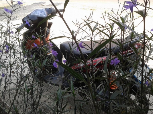 มีีโอ115 เครื่องดีพร้อมใช้         12500 บาท