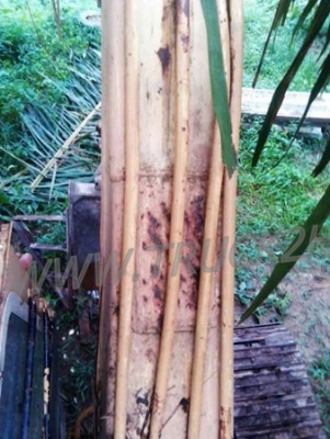 รถแบคโฮ ยี่ห้อ CAT  พร้อมใช้งาน