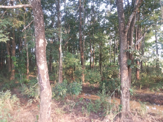 ขายไม้ประดู่300-400ต้น