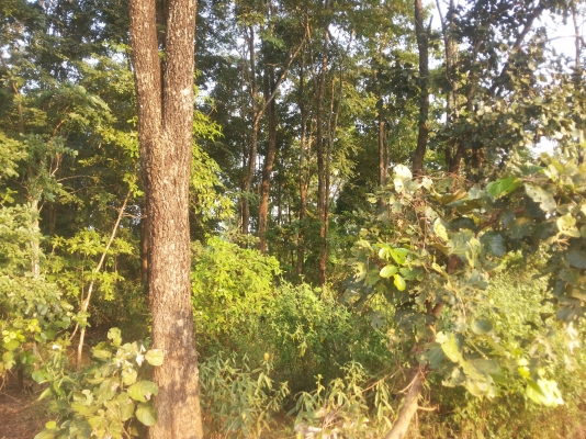 ขายไม้ประดู่300-400ต้น