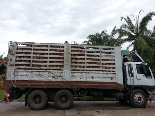 HINO FM3M ทั้งพ่วง ยอดจัดไฟแนนซ์ได้ 850,000 บาทคะ HINO FM3M ทั้งพ่วง ยอดจัดไฟแนนซ์ได้ 850,000 บาทคะ