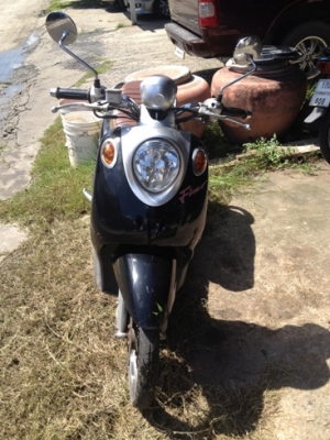 ฟีโน่ สีดำขาว ทบ.โอน