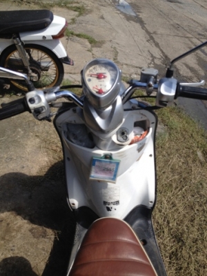 ฟีโน่ สีดำขาว ทบ.โอน