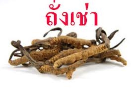 เพิ่มพลังสามารถมีกิจกรรมได้นานขึ้น บ่อยขึ้น ฟื้นตัวเร็ว0991936991