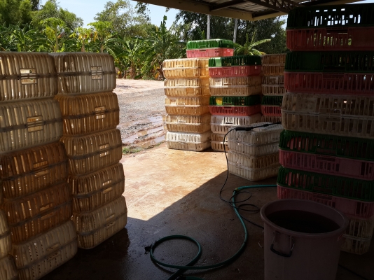 ขายลังใส่ไก่เนื้อ