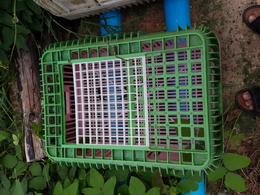 ขายลังใส่ไก่เนื้อ