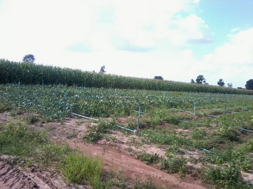 ขายที่ดินทำเลดี 15-0-6 ไร่ ราคา 170,000 บาท/ไร่ บ้านใหม่ กม.9 อ.สีคิ้ว ขายที่ดินทำเลดี 15-0-6 ไร่ ราคา 170,000 บาท/ไร่ บ้านใหม่ กม.9 อ.สีคิ้ว