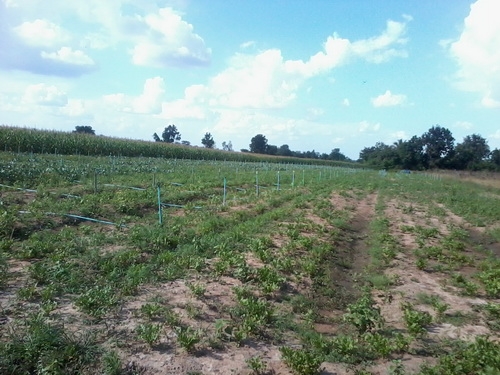 ขายที่ดินทำเลดี 15-0-6 ไร่ ราคา 170,000 บาท/ไร่ บ้านใหม่ กม.9 อ.สีคิ้ว ขายที่ดินทำเลดี 15-0-6 ไร่ ราคา 170,000 บาท/ไร่ บ้านใหม่ กม.9 อ.สีคิ้ว