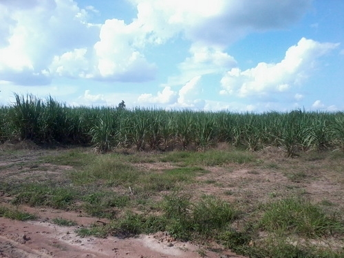 ขายที่ดินทำเลดี 15-0-6 ไร่ ราคา 170,000 บาท/ไร่ บ้านใหม่ กม.9 อ.สีคิ้ว ขายที่ดินทำเลดี 15-0-6 ไร่ ราคา 170,000 บาท/ไร่ บ้านใหม่ กม.9 อ.สีคิ้ว