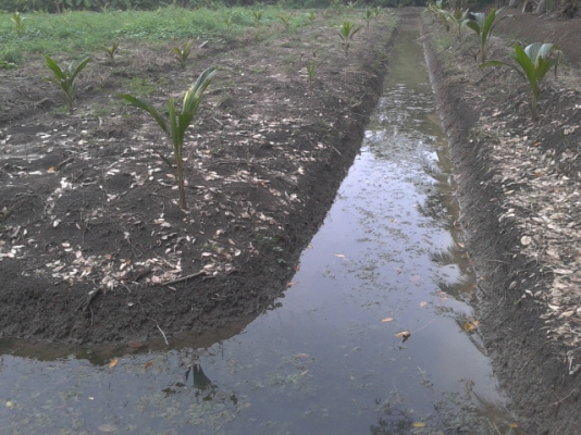 ที่ดินสมุทรสงครามติดน้ำ