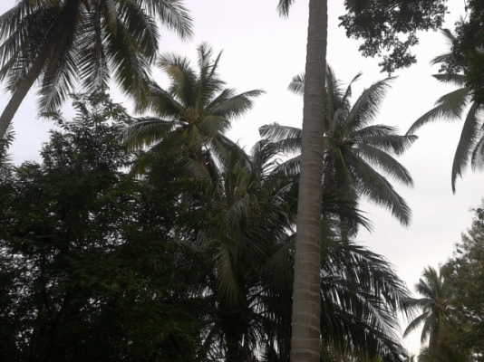 ที่ดินสมุทรสงครามติดน้ำ