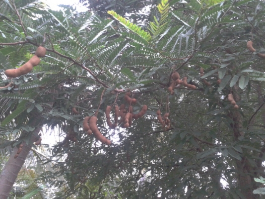 ที่ดินสมุทรสงครามติดน้ำ