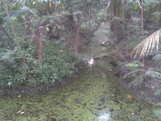 ที่ดินสมุทรสงคราม1ไร่ ติดน้ำติดถนนสวยๆราคาถูก