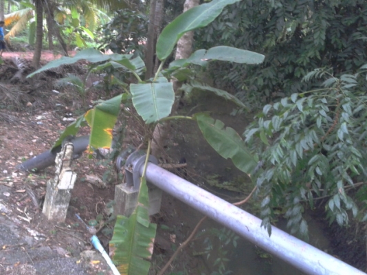 ที่ดินสมุทรสงคราม1ไร่ ติดน้ำติดถนนสวยๆราคาถูก