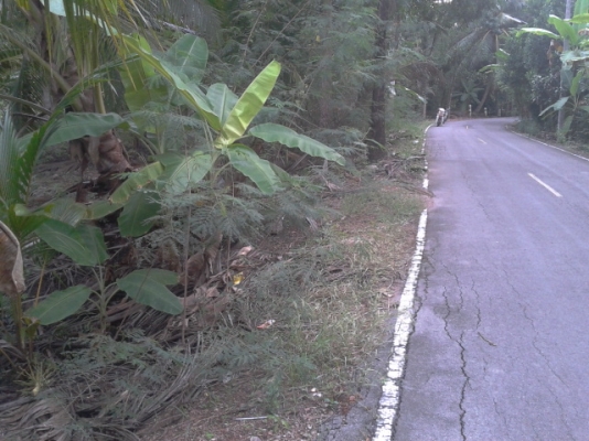 ที่ดินสมุทรสงคราม1ไร่ ติดน้ำติดถนนสวยๆราคาถูก