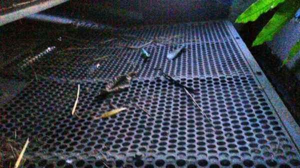 ขายตู้สีข้าว5ฟุตสิงเปลือยจัมโบ้เกษตรพัฒนาสภาพใหม่ชื้อมาจากบริษัทเกษตรพัฒนาปี53สภาพสวยมากขายถูกๆ69000บาท