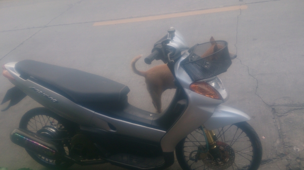 nouvo ตัวเก่า ราคาถูก