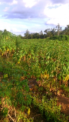 ที่ดิน 100 ไร่พร้อมเกรดทำร่องให้ราคาถูก