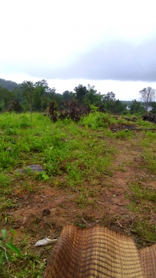 ที่ดิน 100 ไร่พร้อมเกรดทำร่องให้ราคาถูก