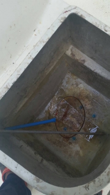 ขายด่วน เรือตกปลา