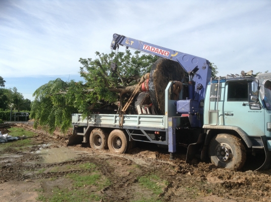 สิบล้อนางฟ้าติดเครน 8 ตัน ลดราคาลงสุดๆ