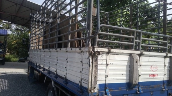 รถฮีโน่ 6 ล้อ รั้ว ( ไม่ดั้ม )  170 แรงม้า. ปี 50 ( รถวิ่ง 13x,xxx กม. ) , ( ราคาลด !! เหลือ 830,000 บาท. )   สนใจติดต่อ 081 - 6079515