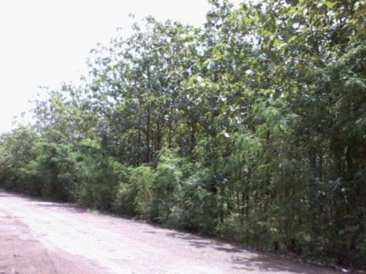 ไม้สักทองต้นละ500บาท เลือกไซด์เลือกขนาดได้ ราคาเท่ากันหมดทุกขนาด