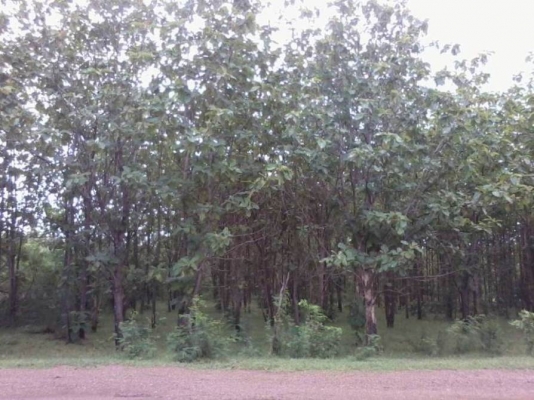 ไม้สักทองต้นละ500บาท เลือกไซด์เลือกขนาดได้ ราคาเท่ากันหมดทุกขนาด