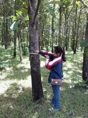 ไม้สักทองต้นละ500บาท เลือกไซด์เลือกขนาดได้ ราคาเท่ากันหมดทุกขนาด