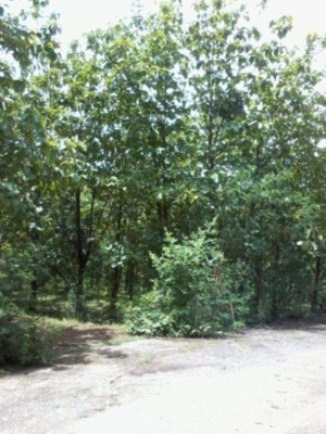 ไม้สักทองต้นละ500บาท เลือกไซด์เลือกขนาดได้ ราคาเท่ากันหมดทุกขนาด