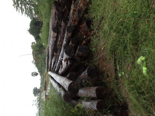 ขออนุญาติขายเสาไม้สักยาว16เมตรกว้าง16นิ้วต้นละ5000มี50ต้นเลือกได้ ขออนุญาติขายเสาไม้สักยาว16เมตรกว้าง16นิ้วต้นละ5000มี50ต้นเลือกได้