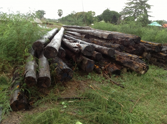 ขออนุญาติขายเสาไม้สักยาว16เมตรกว้าง16นิ้วต้นละ5000มี50ต้นเลือกได้ ขออนุญาติขายเสาไม้สักยาว16เมตรกว้าง16นิ้วต้นละ5000มี50ต้นเลือกได้