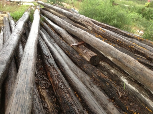 ขออนุญาติขายเสาไม้สักยาว16เมตรกว้าง16นิ้วต้นละ5000มี50ต้นเลือกได้