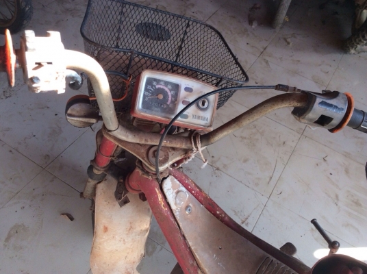 ขายชิปปี้ แห้งๆสภาพสวย 5500 ด่วนๆ