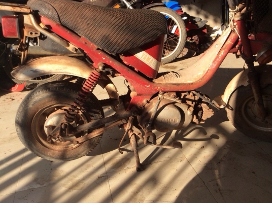 ขายชิปปี้ แห้งๆสภาพสวย 5500 ด่วนๆ