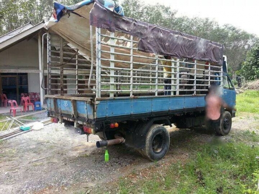 รถอีซูซุ 6 ล้อ รั้ว ( ไม่ดั้ม )  115 แรงม้า.  สนใจติดต่อ 081 - 6079515