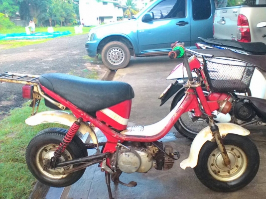 ขายชิปปี้ แห้งๆสภาพสวย 5500 ด่วนๆ สนใจติดต่อ 0933270319 เฟส ชัยณรงค์ พันพรม ID ไลน์ 1234567895790