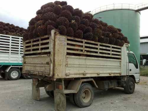 ขาย 6 ล้อดั๊ม ISUZU NQR 150 แรงม้าปี 51 สวยๆ เดิมๆ สนใจโทร 0819701072