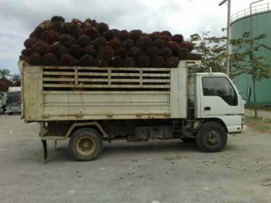 ขาย 6 ล้อดั๊ม ISUZU NQR 150 แรงม้าปี 51 สวยๆ เดิมๆ สนใจโทร 0819701072