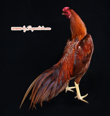 เปิดจองด่วน***เบส110****มีเล่มมีชุดโอน*i*รอชุดโอน*เครื่องหลวม***