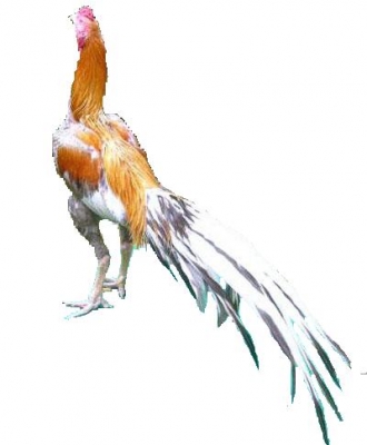 เปิดจองด่วน***เบส110****มีเล่มมีชุดโอน*i*รอชุดโอน*เครื่องหลวม***