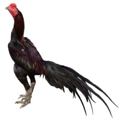 เปิดจองด่วน***เบส110****มีเล่มมีชุดโอน*i*รอชุดโอน*เครื่องหลวม***