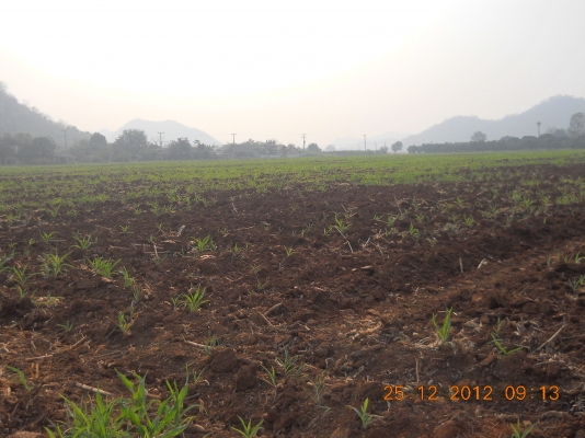 ขายที่ดินเขาใหญ่สวยๆ 55 ไร่ๆละเพียง 1700000บาท