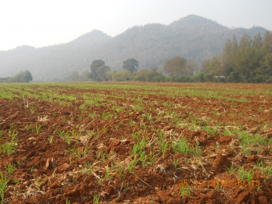 ขายที่ดินเขาใหญ่สวยๆ 55 ไร่ๆละเพียง 1700000บาท