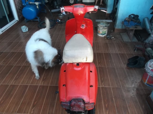 รถป๊อป ซูซุกิ