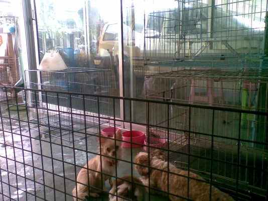 บริการสำหรับสัตว์เลี้ยงร้าน เนตร GROOMING ร้านเล็กๆร้านรับอาบน้ำตัดแต่งขนสุนัขและแมว