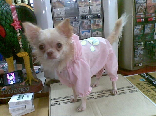 บริการสำหรับสัตว์เลี้ยงร้าน เนตร GROOMING ร้านเล็กๆร้านรับอาบน้ำตัดแต่งขนสุนัขและแมว