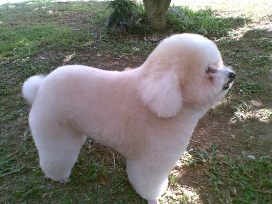 บริการสำหรับสัตว์เลี้ยงร้าน เนตร GROOMING ร้านเล็กๆร้านรับอาบน้ำตัดแต่งขนสุนัขและแมว