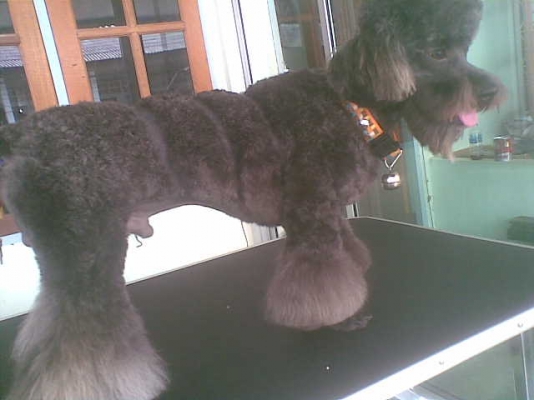 บริการสำหรับสัตว์เลี้ยงร้าน เนตร GROOMING ร้านเล็กๆร้านรับอาบน้ำตัดแต่งขนสุนัขและแมว